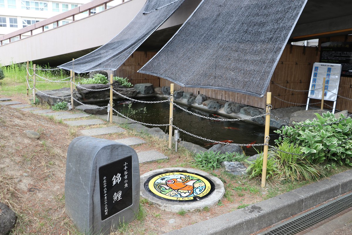 今日は、 #こどもの日 🎏 新潟県小千谷市の #ポケふた をご紹介！ 小千谷（おぢや）市は、麻織物「小千谷縮」の産地であり、世界最大級の四尺玉花火が上がることで知られるまちです。「泳ぐ宝石」ともいわれる錦鯉の発祥の地でもあります。 local.pokemon.jp/manhole/desc/1… #コイキング #Pokemon #マンホール