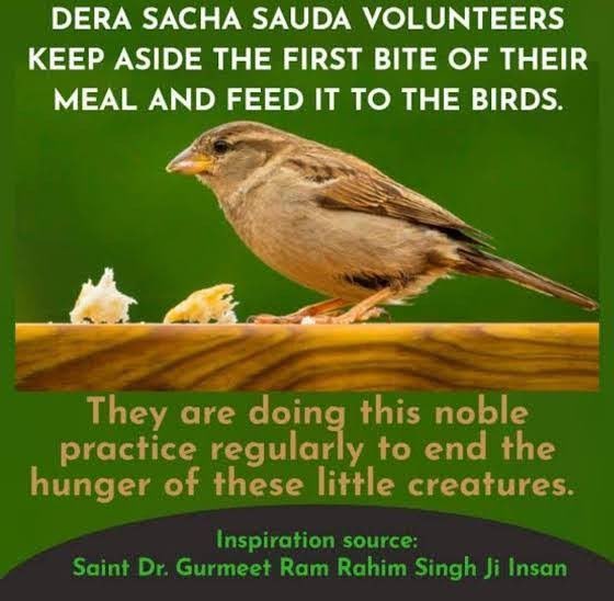 To take care of God’s lil creatures the followers of Dera Sacha Sauda keep aside first bite from their meal to feed the birds. 
In this scorching heat they are keep grains and water on their rooftops to Save Birds.
Under #BirdsNurturing campaign which started by Saint Ram Rahim.