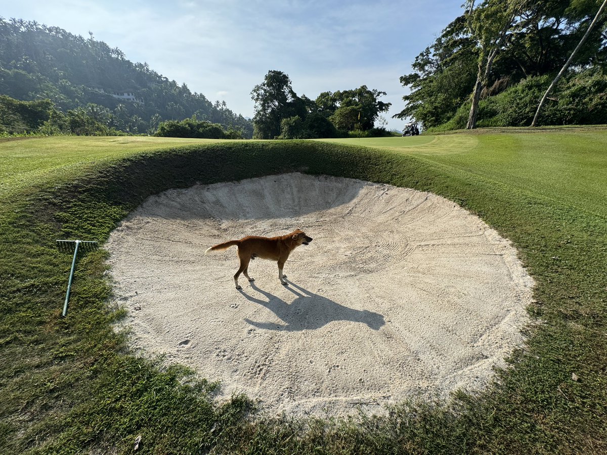 As coordinated, Bunker Dog is here to greet me on #5 at <a href="/VictoriaGolfLK/">Victoria Golf Resort</a> in Sri Lanka.