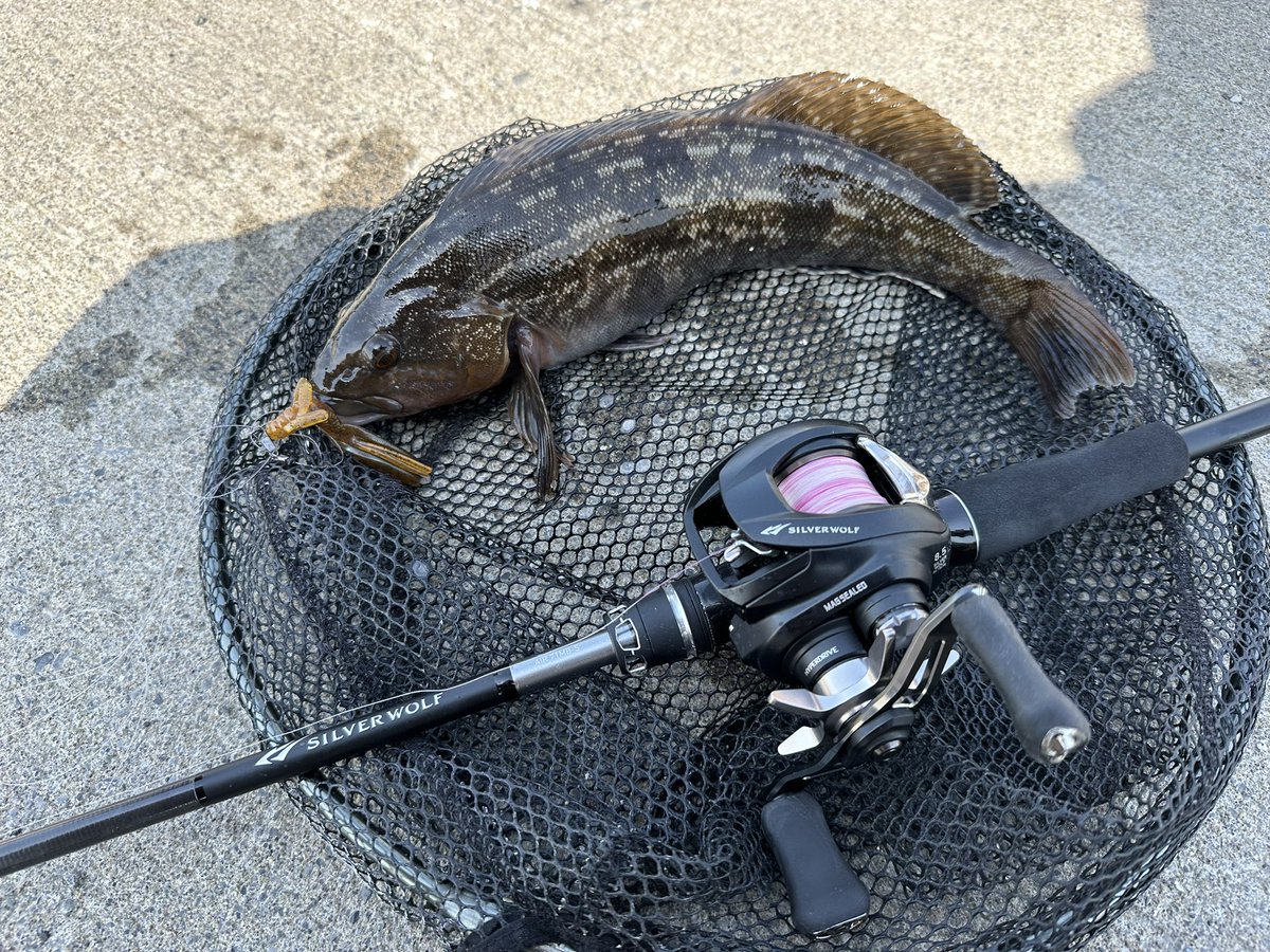 シルバーウルフ71MB-Sレビュー① まずとんでもないロッドです🤟 中近