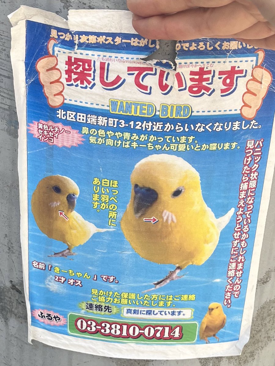 街中で見つけた迷子鳥の貼り紙
