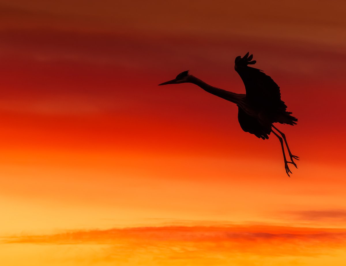 A Great Blue Heron returns to the nest just after sunset.