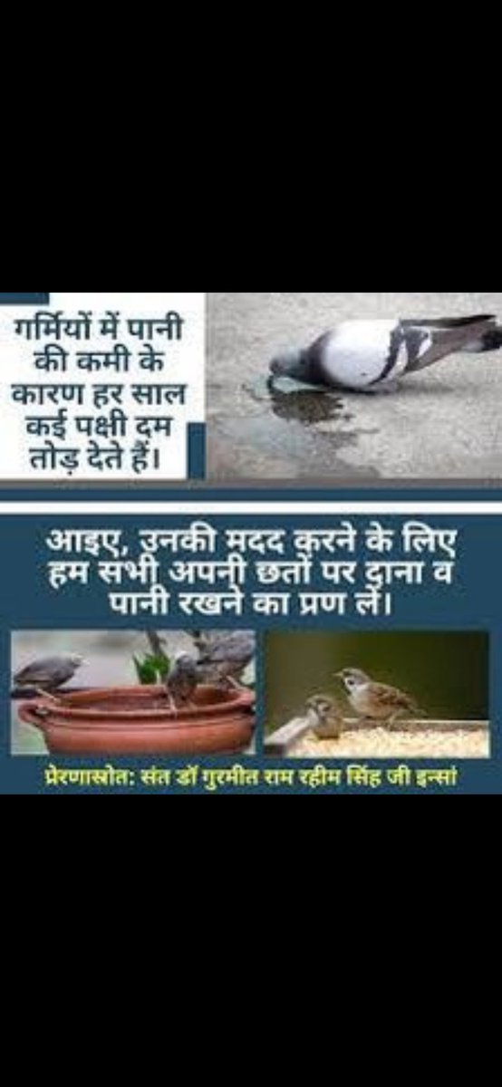 Birds are one of the precious gifts given by nature.Birds make the environment beautiful with their chirping.Under the #BirdsNurturing campaign started by Dera Sacha Sauda under the guidance of Saint Ram Rahim, food and water is kept for them.

Save Birds
