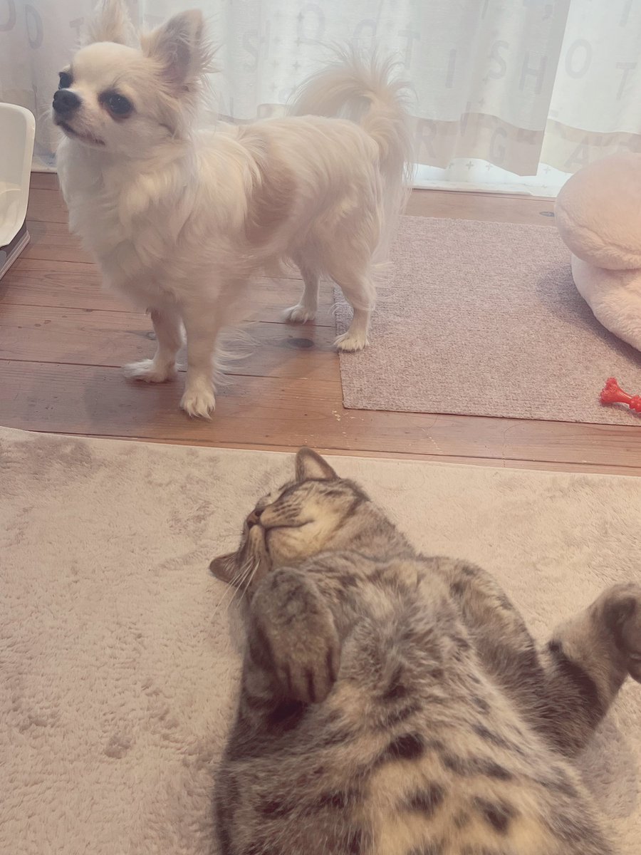 TNOKRS's tweet photo. 大好きなパパが出かけてしまってソワソワ落ち着かない犬と、そんなことど〜でもいい猫。

#キジトラ
#チワワ
#猫好きさんと繋がりたい 
#犬好きさんと繋がりたい 
#猫と犬 https://t.co/dws6oZRyVj