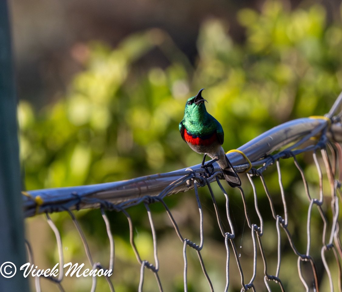 The Southern Double-collared #Sunbird is a Southern African endemic gem, the shimmering emerald coat of the male set off with its double cummerbund in lazuli & ruby. It inhabits the Fynbos or Fine bush & moves locally synchronising with the flowering of Aloes. @IndiAves #birding