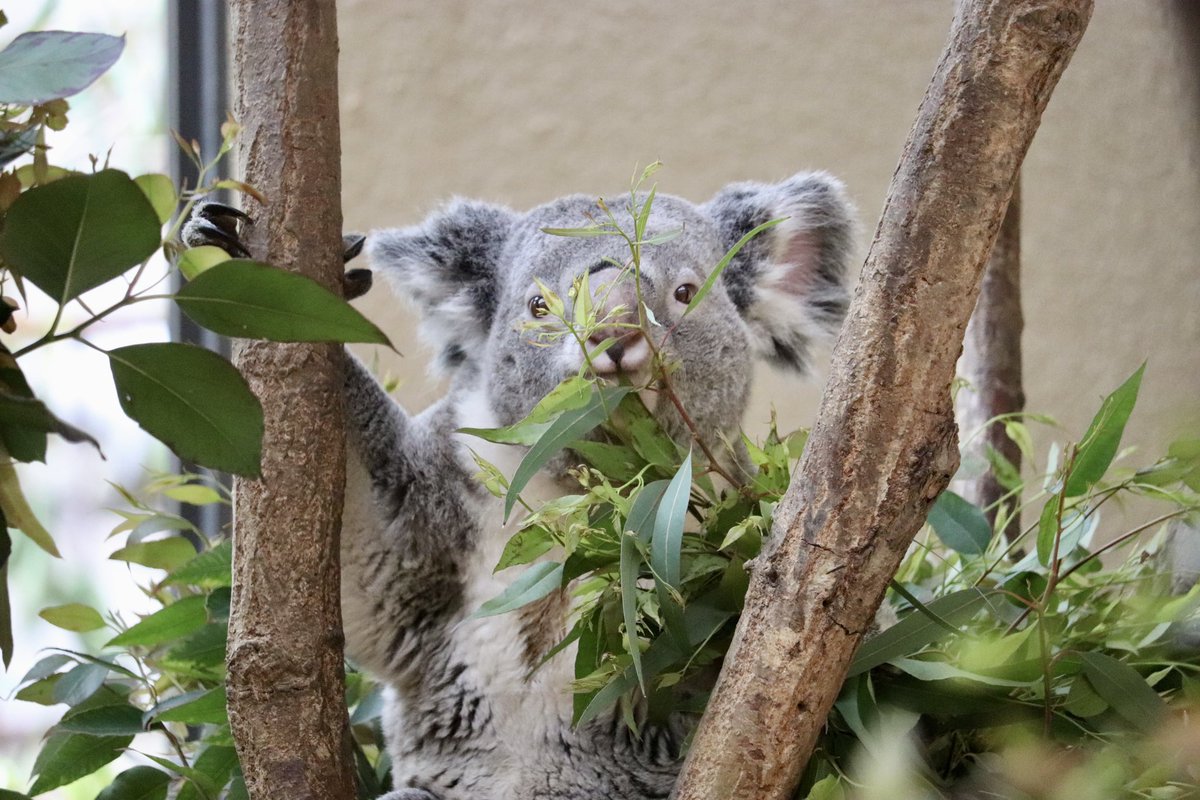 初めましてのイブキくん🐨とイツキくん🐨 王子のコアラ舎がまた賑やかになってくれて良かった🥹 きっとウメばあばもお空でひと安心してるはず😮‍💨 皆んな健康でいてくれますように😌 #コアラ #イブキ #イツキ #王子動物園 2024/02/12 2024/04/07 ALT有り