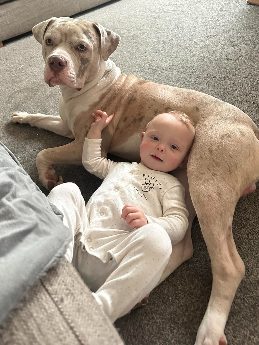 Growing up together........🥰🐾❤️ #XLBully 

From Mum Hannah #UK:

My gentle giant Bandit and his best friend my daughter Eden they have been inseparable since they were both babies.

❤️🐾❤️🐾❤️🐾

Dogs are Family!

#EndBSL Stop Breed Discrimination @RishiSunak 

Twitter / X /…