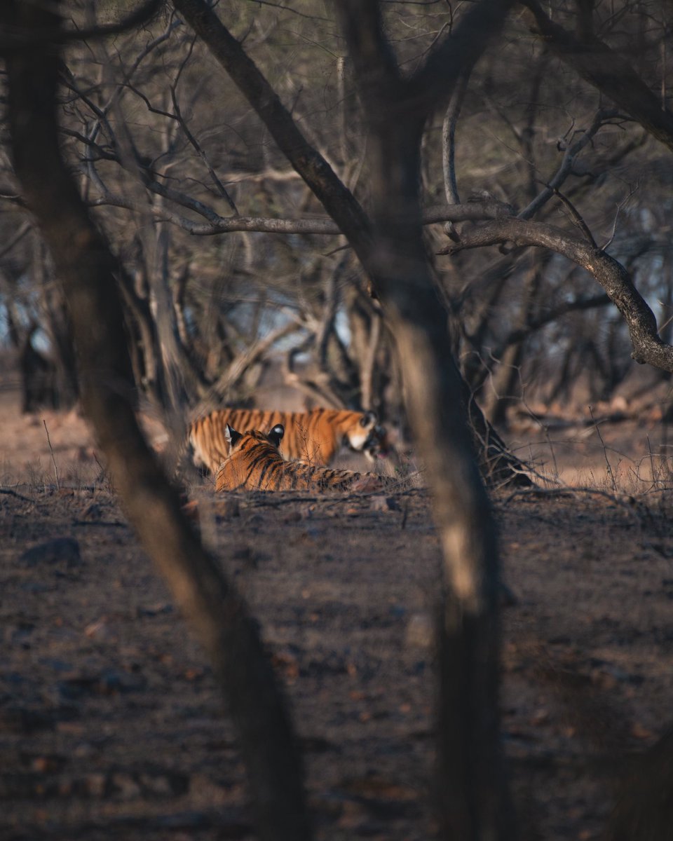 The canvas of Ranthambore where the possibilities in terms of photographic composition are endless — a place to exercise the art of seeing!!