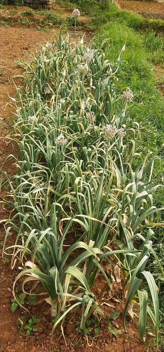 BurmanPrem's tweet photo. Garlic
लहसुन https://t.co/ZTOggSWuBd