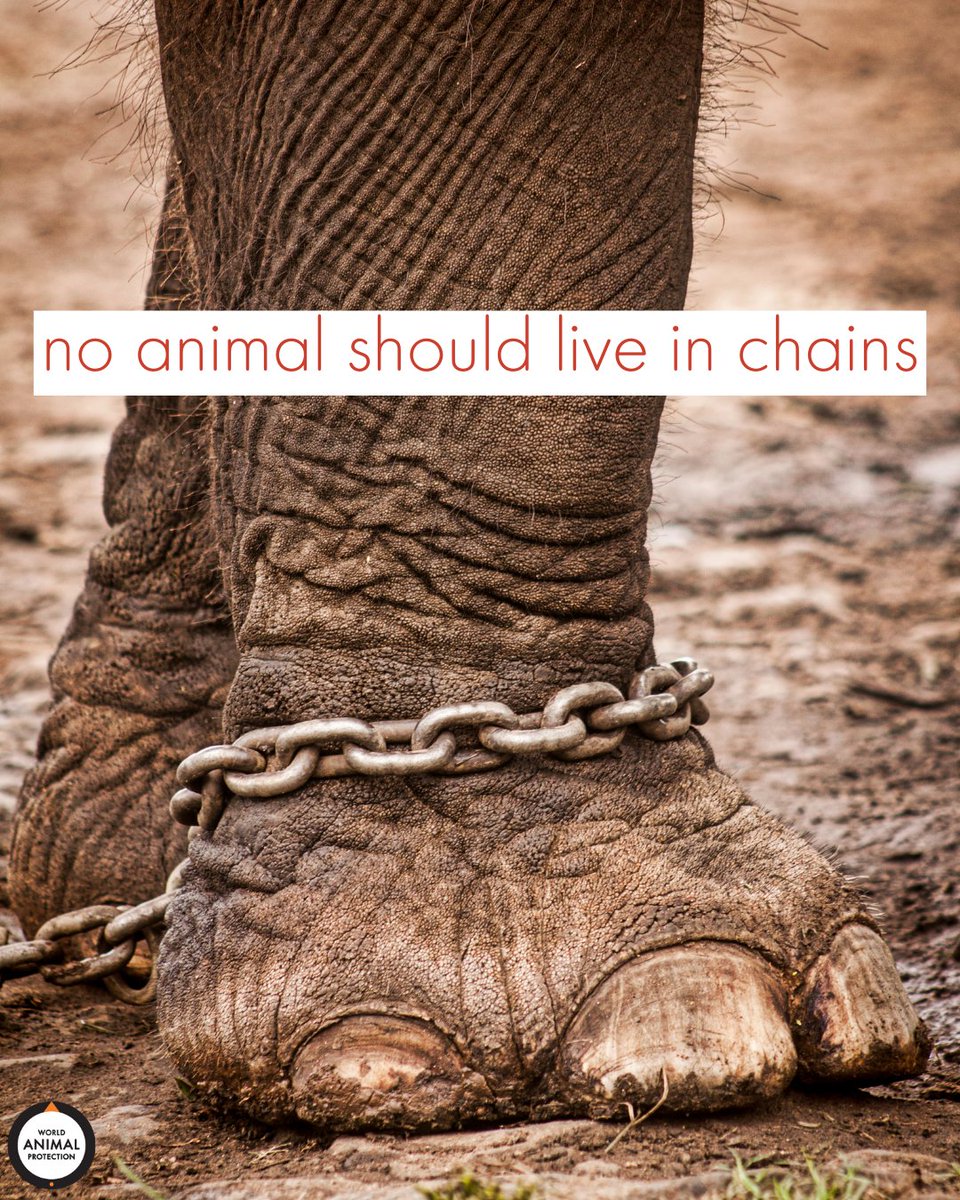 This is unacceptable. Elephants deserve better. 🐘