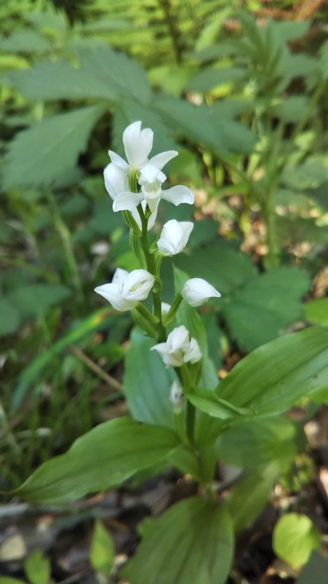 こんにちは☺️

     林道にて
🌼ギンランが咲いていました😊