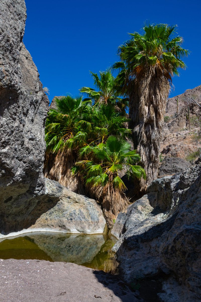 🏜️  El agua que resguarda aún, las sierras al noroeste de #lapazbcs🌴 
#bcsmitierra🌵