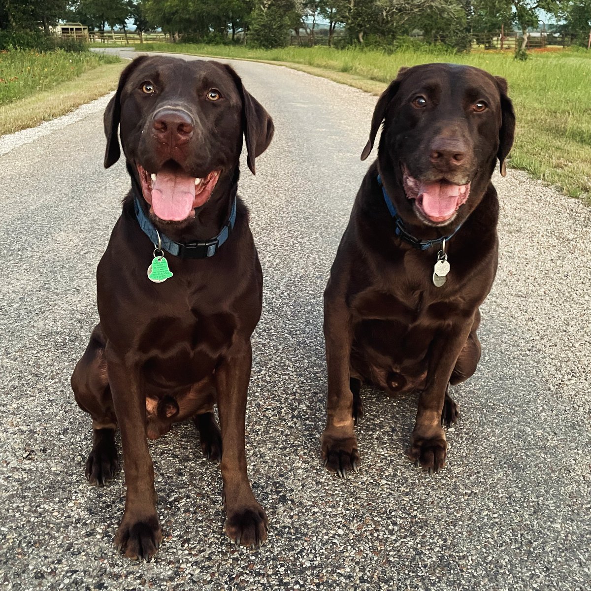 Happy dogs. (L - Dutton, 14mos; R - Ruger, 9yrs 8mos)

#labradorretriever #chocolatelab