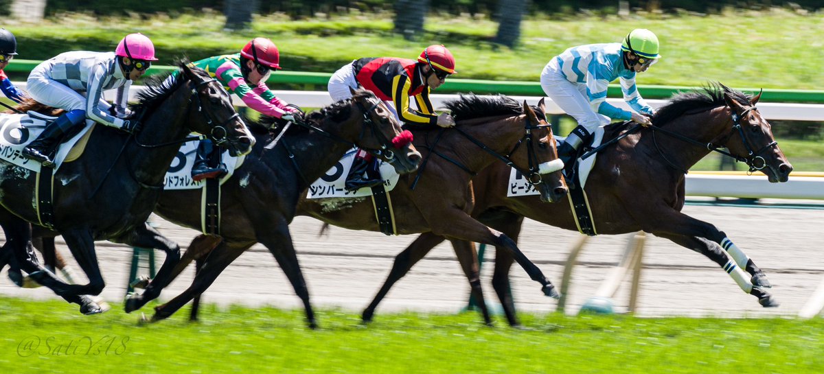 あっ待って今までで撮った競馬写真でかなり好き寄りのお写真がお出し