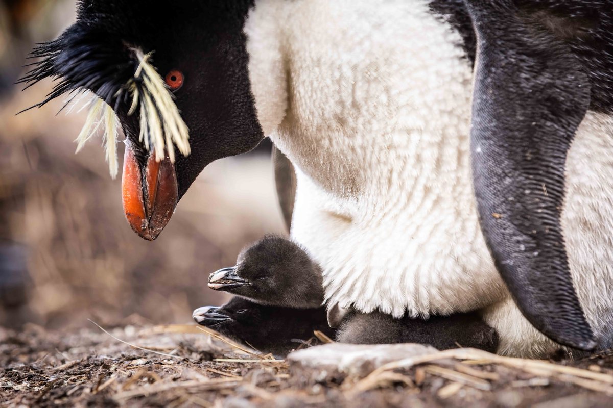 【こどもの日もペンギン】 イワトビペンギンの親子 イワトビペンギンの生まれたてのヒナを、親がおなかの下で守っている。 生まれたばかりのペンギンは目が開いておらず、頭も身体も真っ黒で、親とはちょっと違う姿をしている (フォークランド諸島にて撮影) #penguin #ペンギン #イワトビペンギン