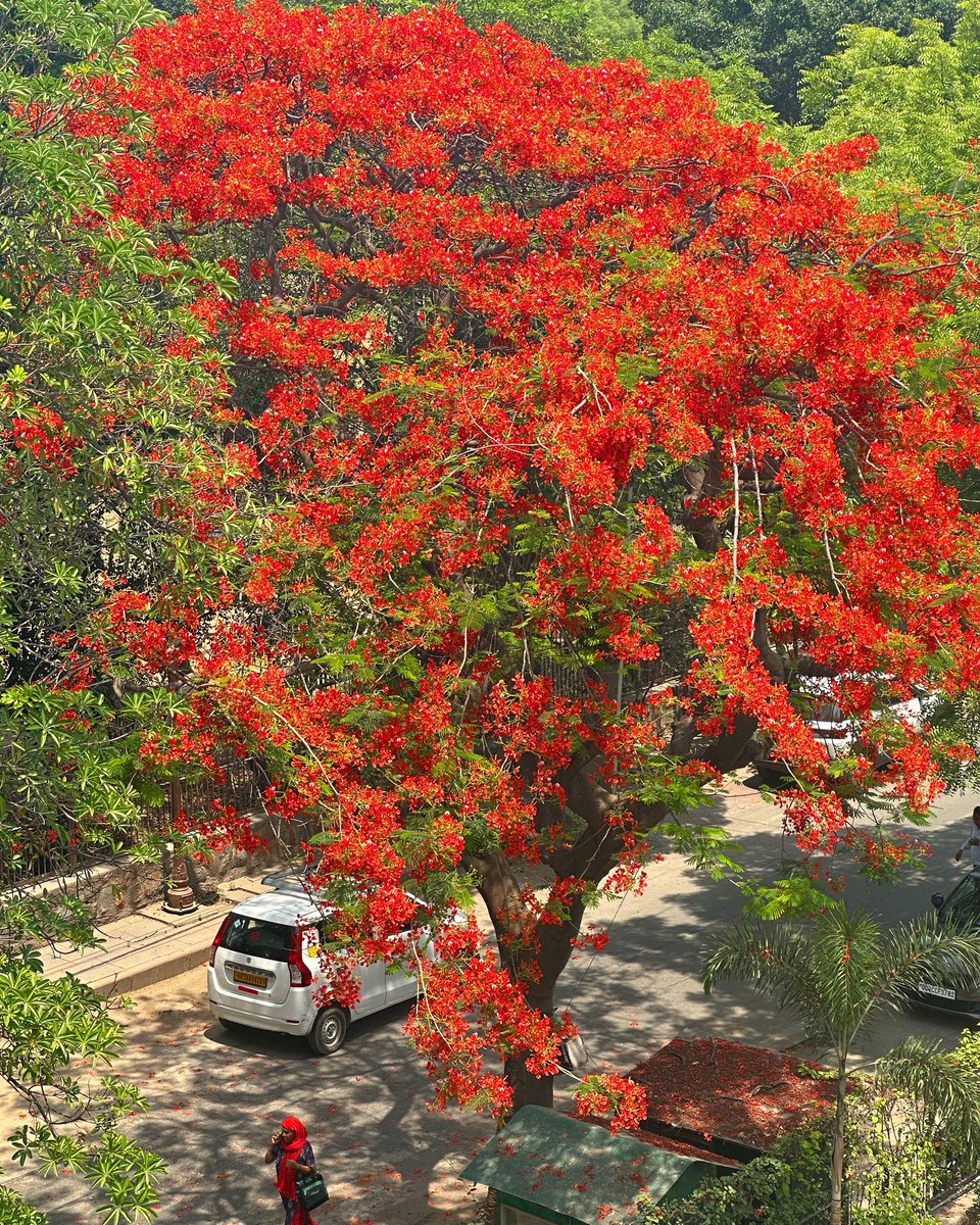 lady in red walking under a tree in red