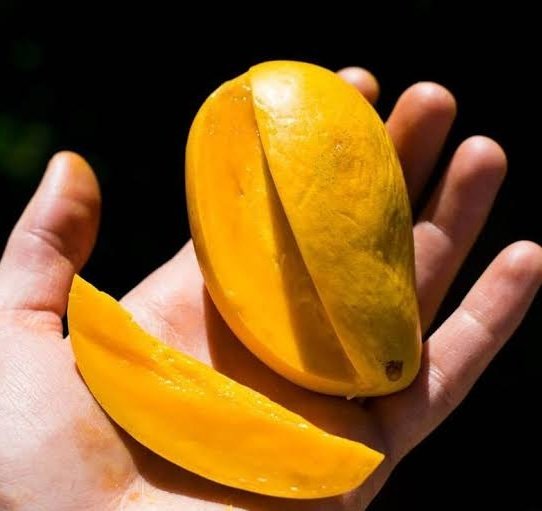 𝗗𝗼𝗲𝘀 𝗠𝗮𝗻𝗴𝗼𝗲𝘀 𝗰𝗮𝘂𝘀𝗲 𝗗𝗶𝗮𝗯𝗲𝘁𝗲𝘀? Mangoes are one of the sweetest (ofcourse tastiest) fruits out there. That sweetness comes from its high Fructose content & well as Glucose contained in it. Like everything else in Nutrition there needs to be context. Yes &…