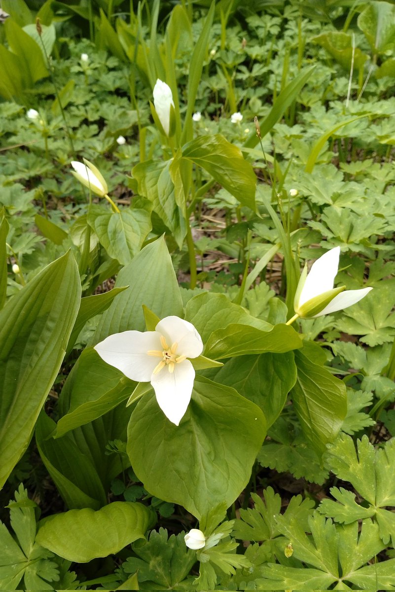 帯広市野草園にて