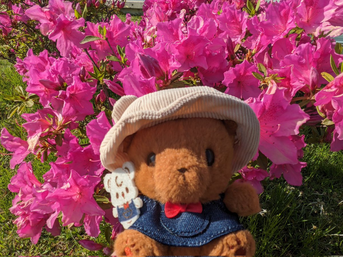 🌳🌷🌻🌼🐻

#クマリーノ
#まいにちクマリーノ