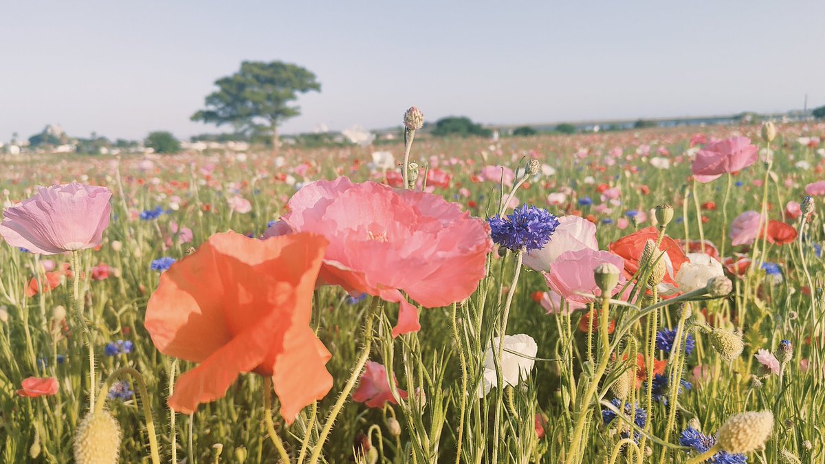 昨日行ってきた
ポピーと矢車菊の花畑
 #TLをお花でいっぱいにしよう