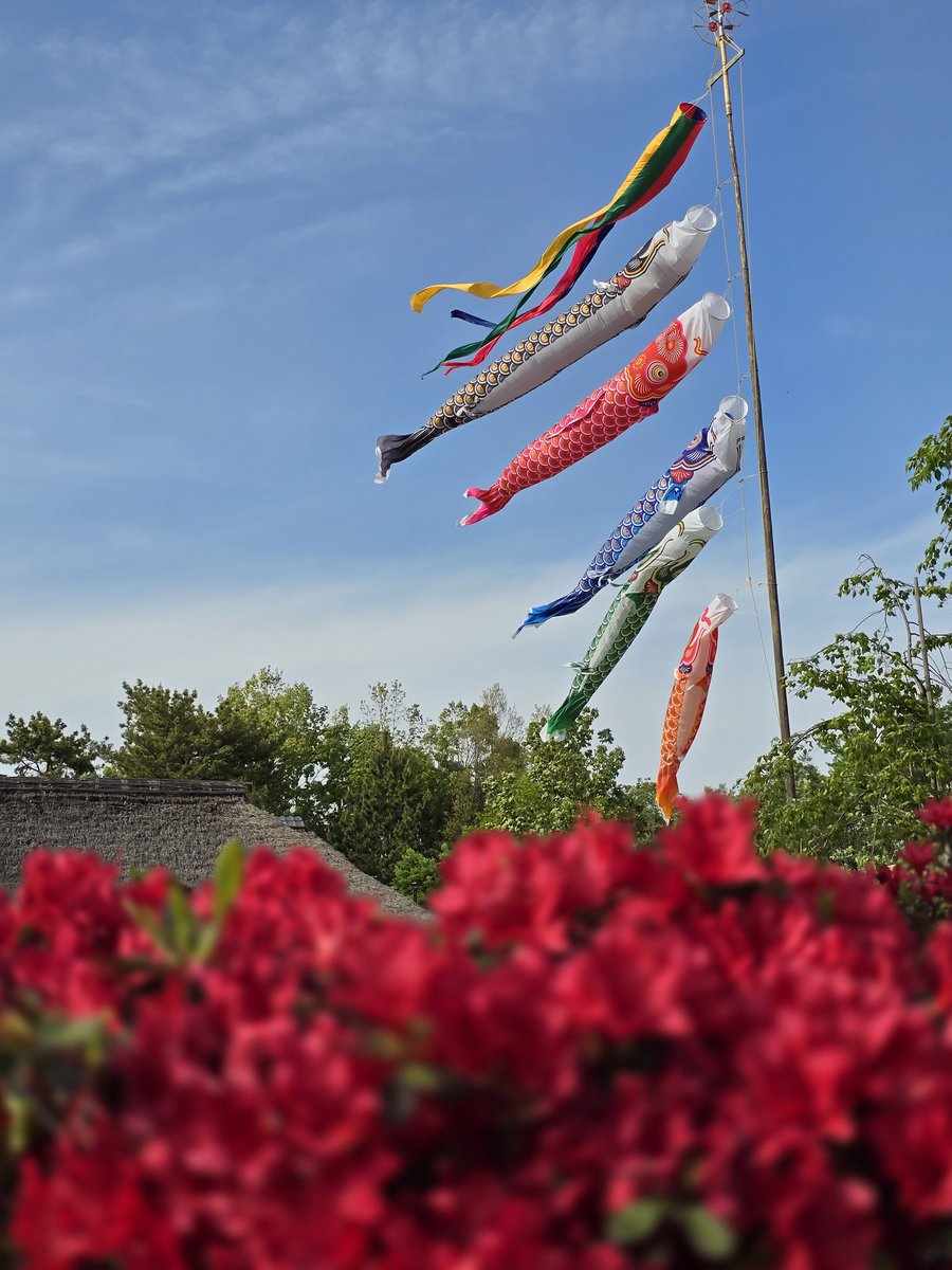 屋根より高い鯉のぼり🎏
.
🗓 2024.5
🗾 #東京 #昭和記念公園
📷 #GalaxyS24Ultra
#写真好きな人と繋がりたい
#ファインダー越しの私の世界
#WithGalaxy #photography