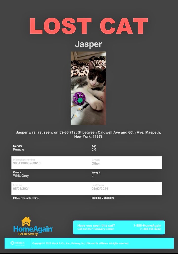 📢🆘️🗽🇺🇸😿⏳Please RT to find Jasper #NYC #missingcat #lostcat #Queens #CatsOfTwitter #CatsOfX @HAPetRescuer