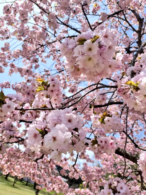 「青空 桜」のTwitter画像/イラスト(新着)