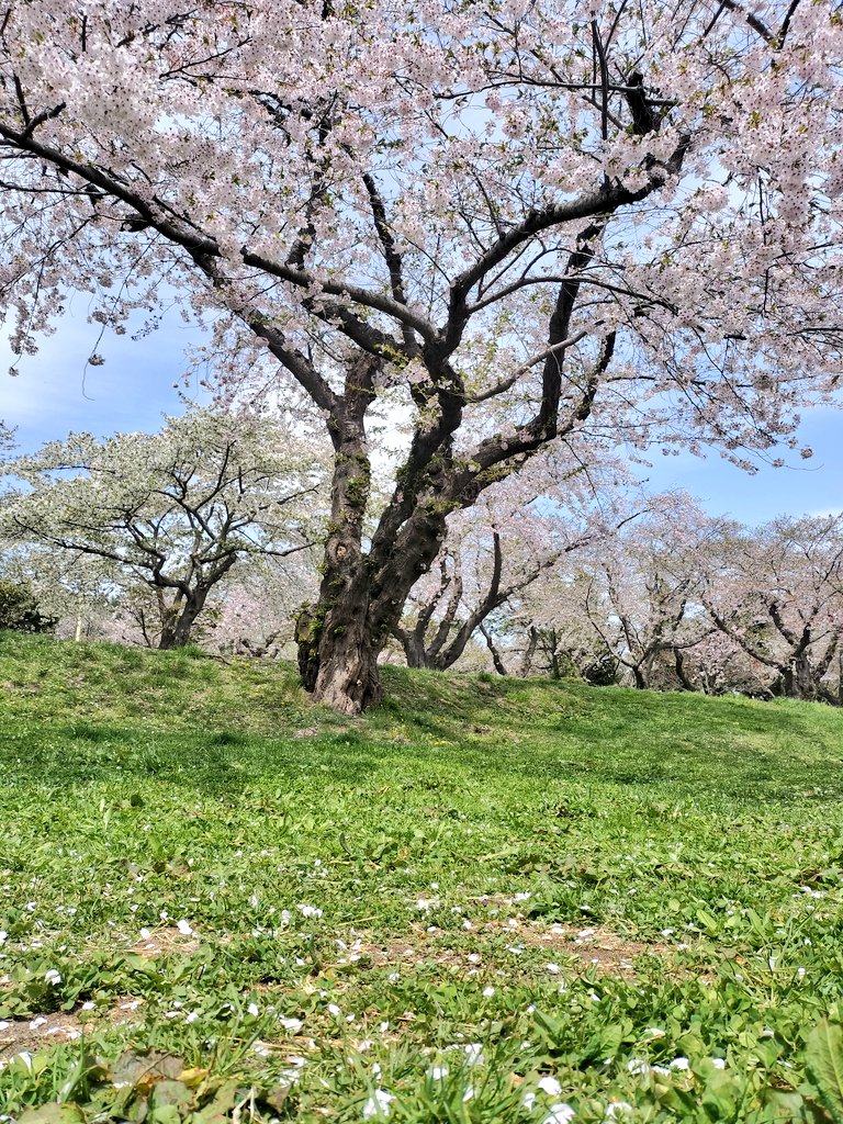 「姉弟みんなと娘と夫ットで、桜を見てきました」|Wonder.【最新絵は固ﾂｲ】のイラスト