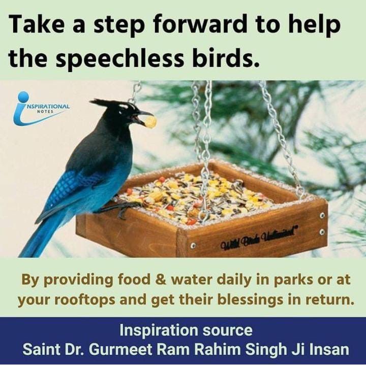 This summer Save the Birds from scorching heat by joining the #BirdsNurturing movement by Dera Sacha Sauda. Thousands of  dera followers have set up a routine practice of keeping feed and water for birds with the true guidance of Saint Ram Rahim.
