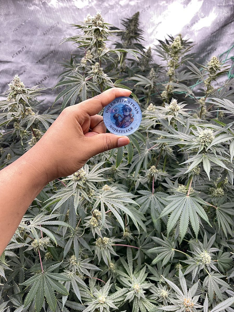 Noire Coins Unlock a Perk
Hit the link in my bio to join the telegram for more details 
#CannabisCommunity #growyourown
#stoners #indoor #livingsoil #organic #weedlover #notill #buildasoil