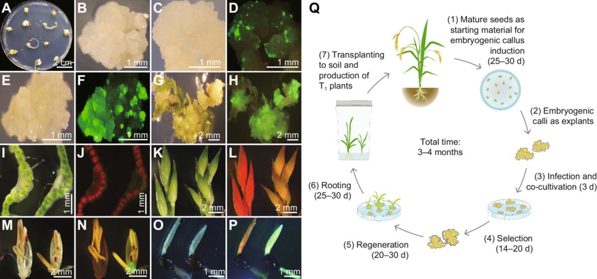 I am glad to share our latest work in collaboration with Dr. Yi Sui on the establishment of genome-editing system in broomcorn millet (doi.org/10.1111/jipb.1…). It is a series of works since we have been working on this orphan crop. 1/4