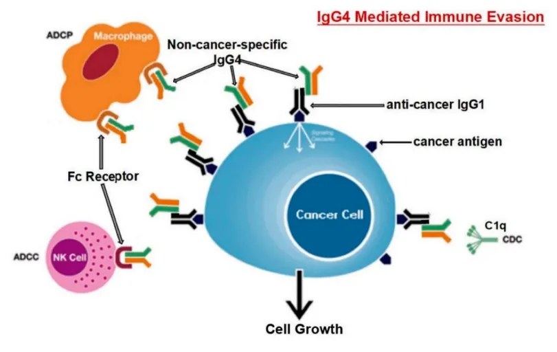 有名人の膵臓癌増えてるイメージ 新型コロナワクチン(mRNAワクチン)では抗体がIgG4にクラススイッチすることが知られています。 直接は関係ないですが、IgG4関連疾患の方は >>膵臓癌では 4 倍、リンパ腫では 69 倍 になるそうです。 …sscarp953-substack-com.translate.goog/p/sars-cov-2-s… ※生物学者のブログです。