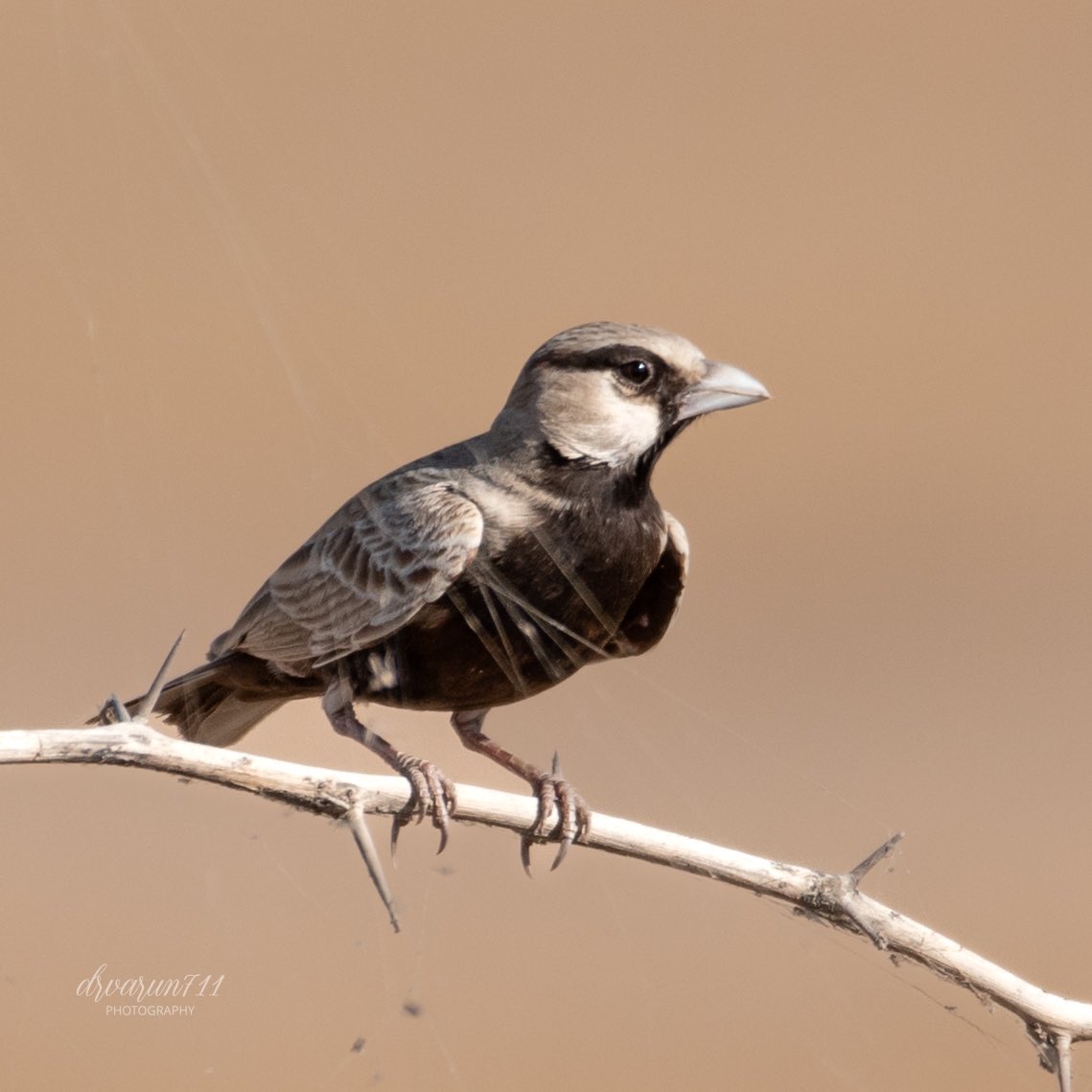 Ashy-crowned sparrow-lark at Nal sarovar grassland,Gujarat.
#IndiAves #birdwatching @NatGeoIndia #birding #BirDereceHak #Nikon 
#TwitterNatureCommunity #birdsphotography #BirdsOfTwitter #BirdTwitter @NatGeoPhotos #NaturePhotograhpy
#ThePhotoHour @DEFCCOfficial @BNHSIndia