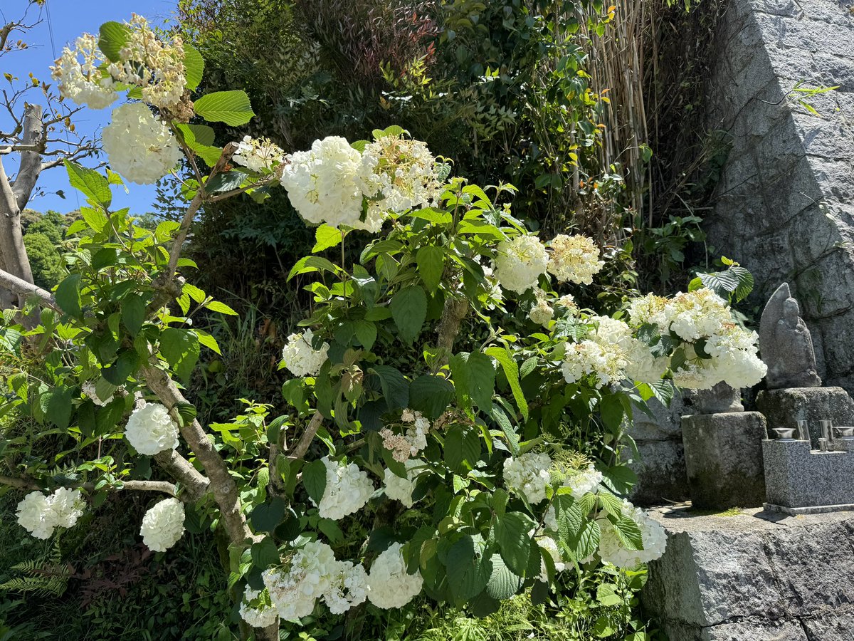 道端を彩るお花さん💐*·̩͙𓈒𓂂𓏸