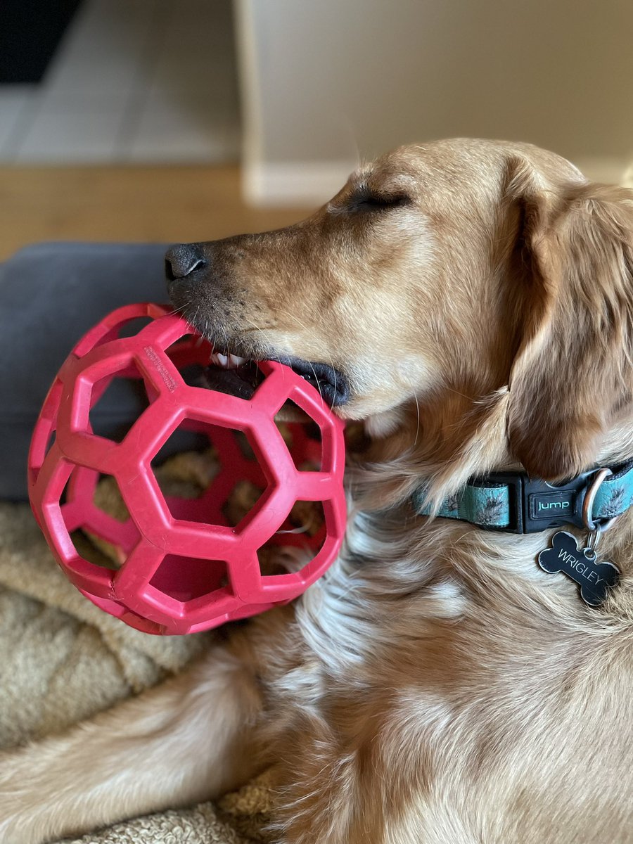 Won’t let go, 😴 😴. Dogs are the best.