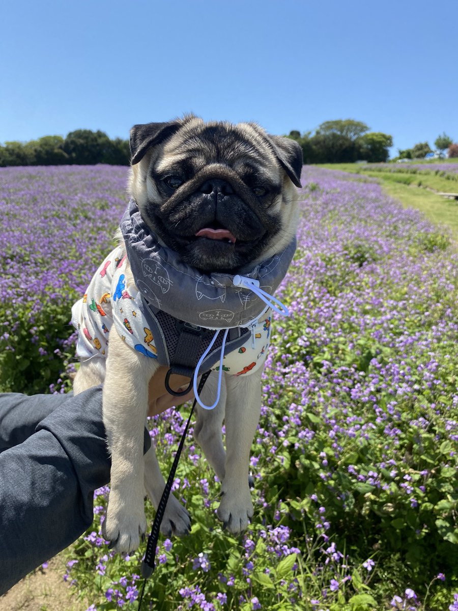 ラベンダー畑と犬。

 #パグ 
 #いぬのいる暮らし