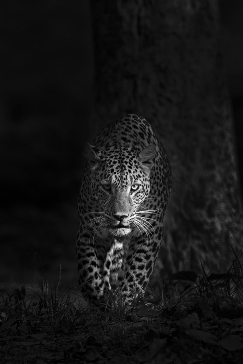 Leopard Rajaji Tiger Reserve @NikonIndia #rajajitigerresrve #nature #wildlife #natgeoindia
