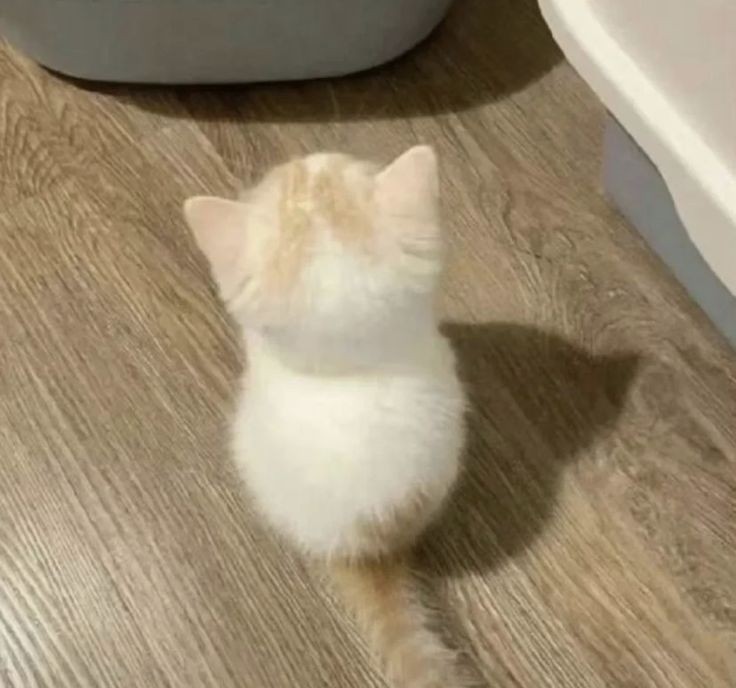 Ivisliv's tweet image. Wujud mylo ngambek