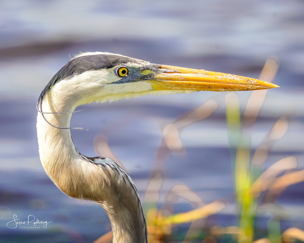 Great Blue Heron  #heron #BirdsOfTwitter #birdphotography #feathers #photography #photographer #wildlife #wildlifephotographer #giftideas #buyintoart #art #macro #portrait #macrophotography #wildlifephotography