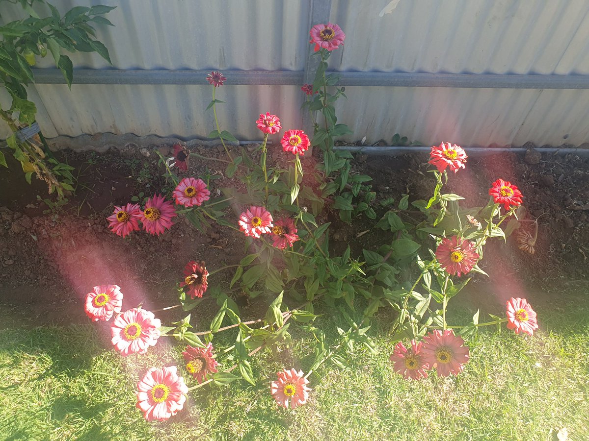 My happy Zinnia plant basking in the autumn  afternoon sun 🌞 

#zinnias #backyardgardener