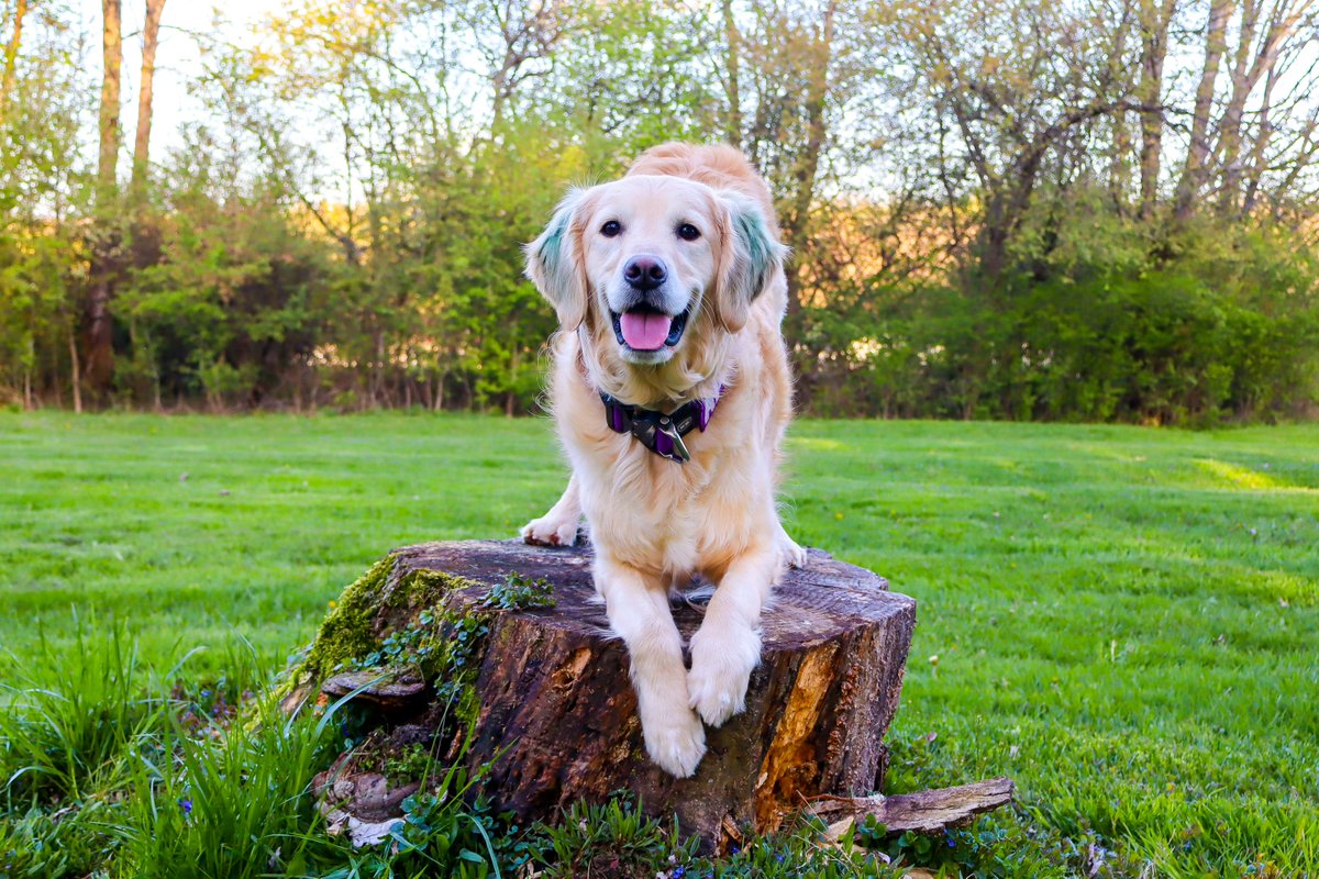 enjoy my dog doing a bow on a stump. 

#goldenretriever #servicedog #bow #nature #photographer #dog #pet #animals