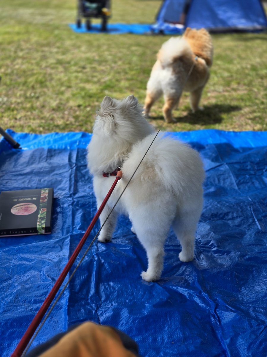 nokinoki0211's tweet photo. ワンコ達と少し離れた公園来てます。

ポッチ(白い方)は子供達と再開します https://t.co/JFRgeJjBND