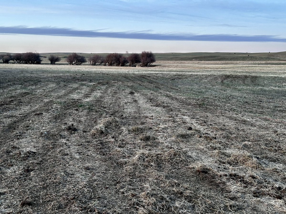 btrout22's tweet image. Everyone has a different "official start of spring"
For me it’s when the harrow hits the flat and that little game of bouncing over frozen cow turds I lovingly refer to as kachunkfuckkachoo is finally well and truly over
#springthings
#eveningsinthecalvingfield