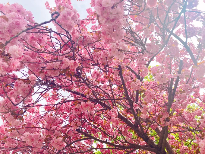 毎年楽しみにしている桜が ほぼ満開です 今年もキレイだ #さくら