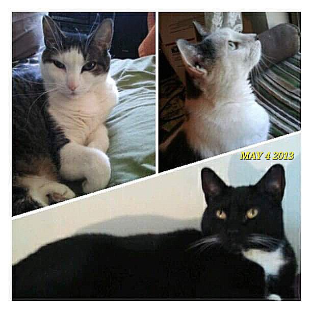 #Caturday Memory May 4, 2013 🌈My Boyz 🌈Tony Cat 🌈Mr. Jingles 🌈Cheezeburger #catoftheday #TonyCat #MrJingles #CheezeburgerTheCat #CheeseburgerTheCat #CatsOfTwitter