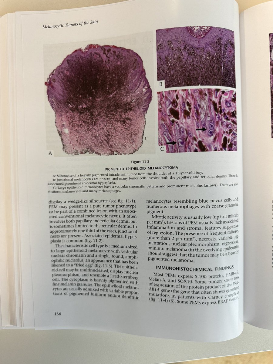 Professor Richard Scolyer AO tweet media