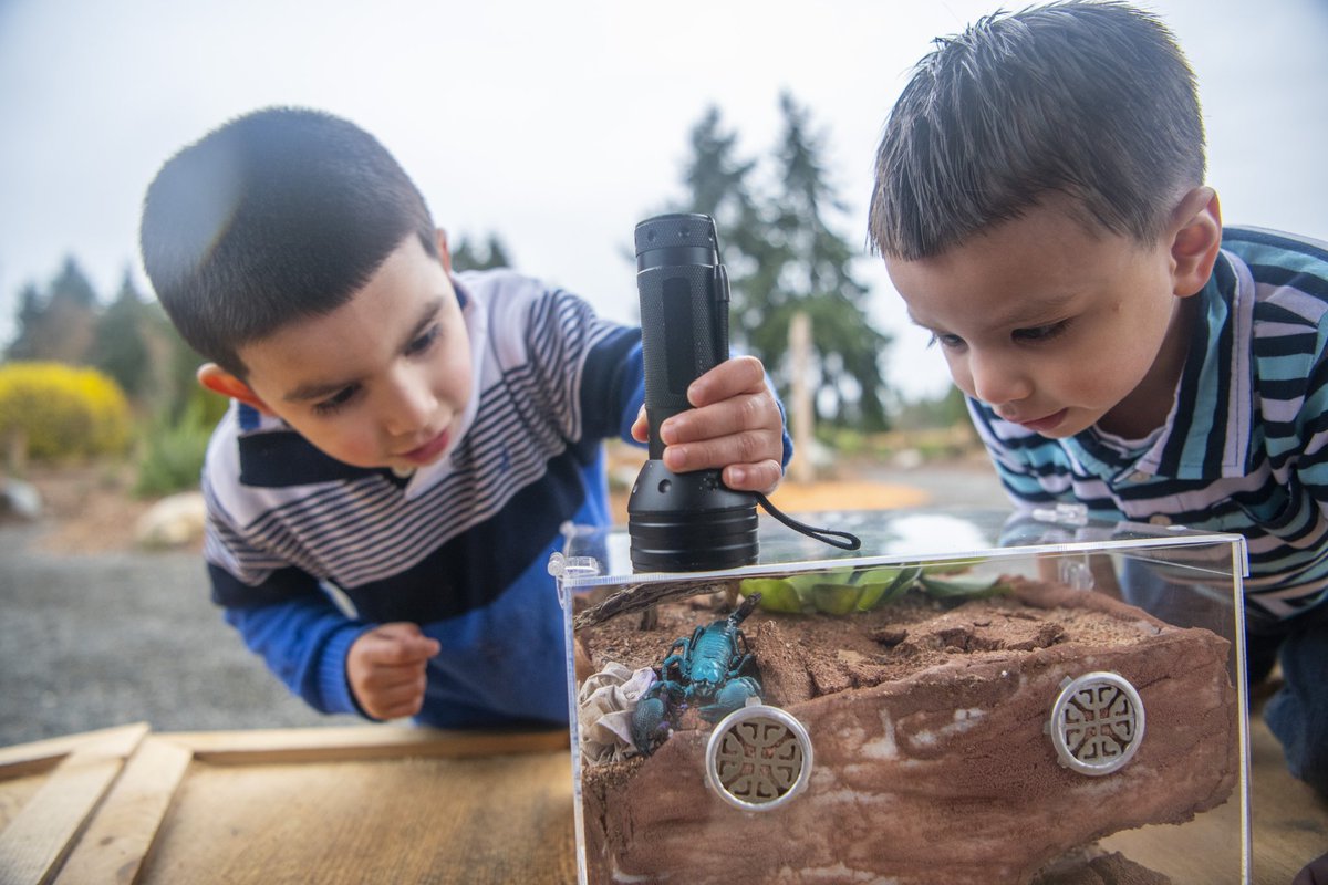Our Bugs Alive program is back! Guests of all ages can meet bugs like a Chilean rose tarantula, tobacco hornworm, or emperor scorpion and discover bugs' vital role in our daily lives. A large video monitor offers a magnified view of the bugs during presentations at 1:15 pm daily.