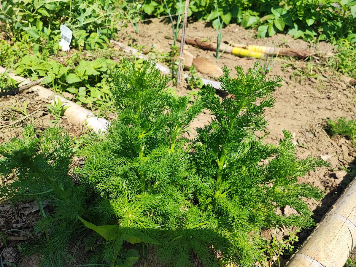 German chamomile flowers have started blooming!

#INASHIKINEST 
#GW中でも安定の静寂な村の雰囲気 :)