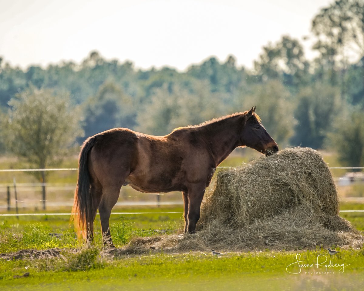 Horse Eating Hay  #horse #animals #Horseride    #photography #photographer   #buyintoart #art #macro #portrait