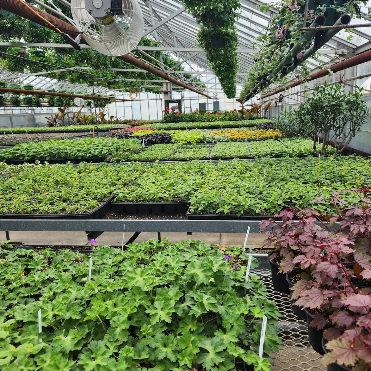 #CityofOshawaParksGreenhouse, located at 919 #FarewellAvenue, in #Oshawa, #Ontario, is a hudden gem and one of a few remaining #glass #greenhouses in the province. It houses seedlings, tropicals, and arrangements which adorn our cityscapes #ttotr.